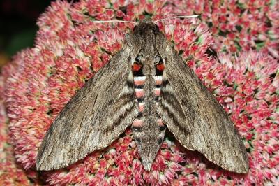 <i>Agrius convolvuli</i>