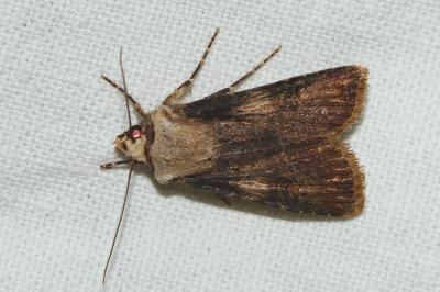 <i>Agrotis puta</i>