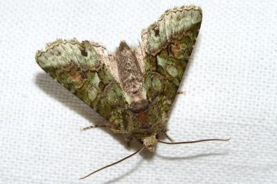 <i>Dryobotodes roboris</i>