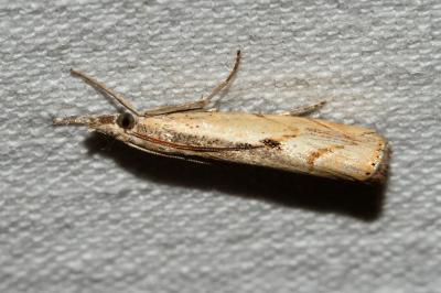 <i>Agriphila geniculea</i>