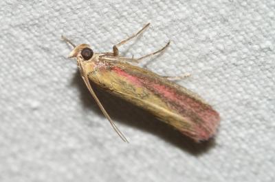 <i>Oncocera semirubella</i>