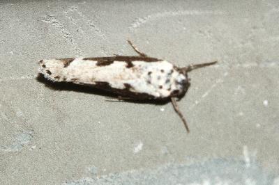 <i>Ethmia bipunctella</i>
