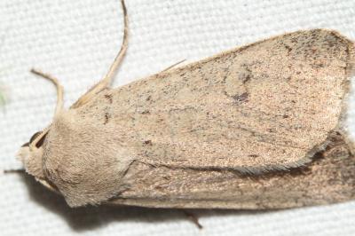 <i>Xestia castanea</i>