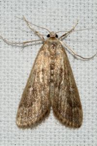 <i>Parapoynx stratiotata</i>