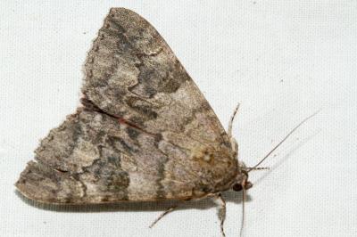 <i>Catocala nupta</i>