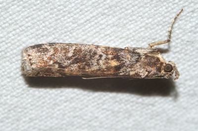 <i>Dioryctria abietella</i>