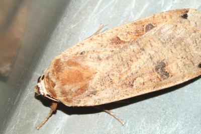 <i>Noctua comes</i>