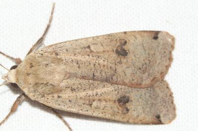 <i>Noctua comes</i>
