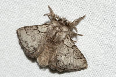 <i>Trichiura crataegi</i>
