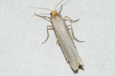 <i>Eilema caniola</i>