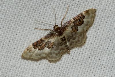 <i>Idaea rusticata</i>