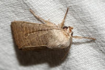 <i>Hoplodrina ambigua</i>