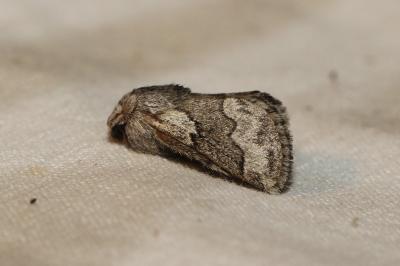 <i>Trichiura crataegi</i>
