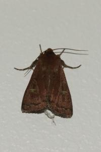 <i>Xestia xanthographa</i>