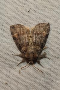 <i>Cymatophorina diluta</i>