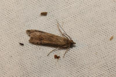 <i>Nomophila noctuella</i>
