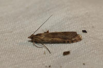 <i>Nomophila noctuella</i>