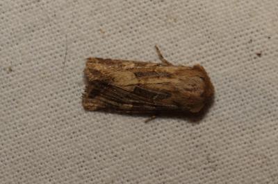 <i>Luperina dumerilii</i>