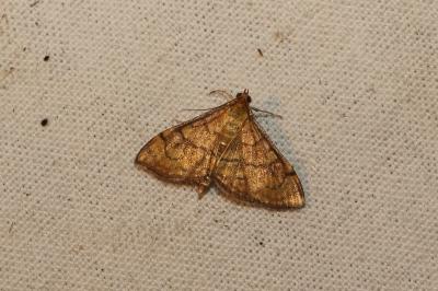 <i>Anania verbascalis</i>