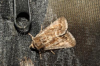 <i>Thalpophila matura</i>