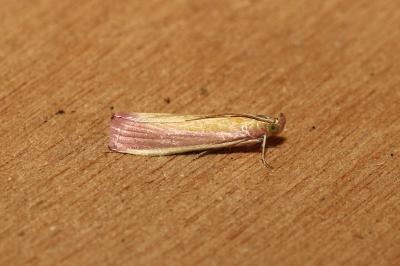 <i>Oncocera semirubella</i>