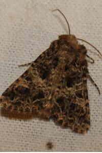 <i>Hadena bicruris</i>