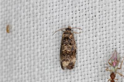 <i>Endothenia</i>