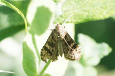 <i>Nomophila noctuella</i>