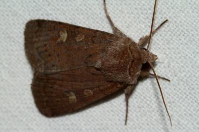 <i>Xestia xanthographa</i>
