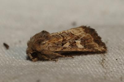 <i>Luperina dumerilii</i>