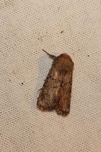 <i>Luperina testacea</i>
