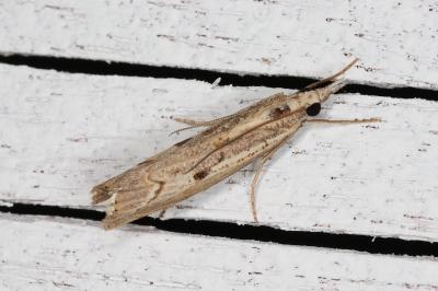 <i>Agriphila geniculea</i>