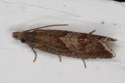 <i>Dichrorampha simpliciana</i>