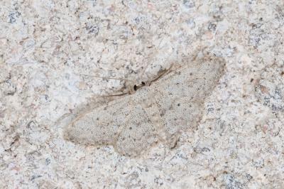 <i>Idaea seriata</i>
