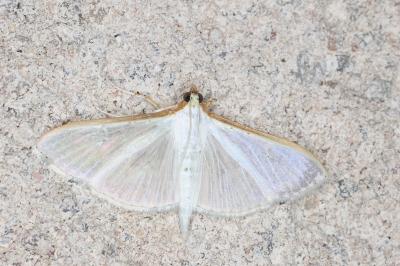 <i>Palpita vitrealis</i>