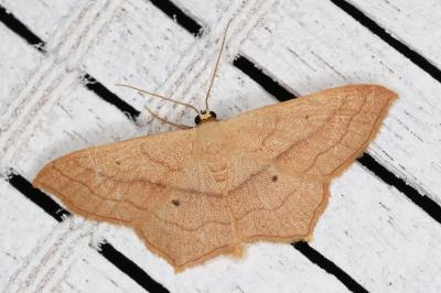 <i>Scopula imitaria</i>
