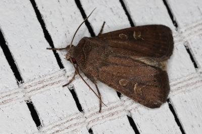 <i>Xestia xanthographa</i>