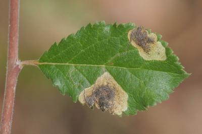 <i>Stigmella plagicolella</i>