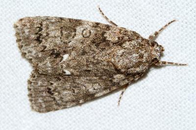 <i>Acronicta rumicis</i>