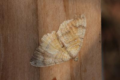 <i>Camptogramma bilineata</i>