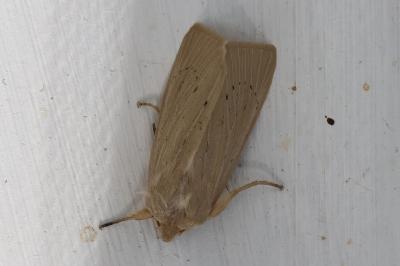 <i>Mythimna straminea</i>