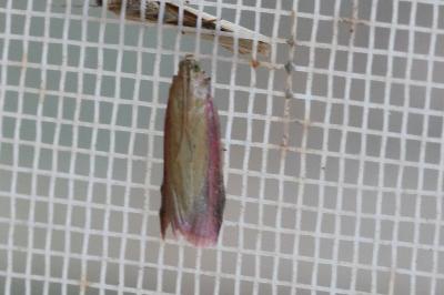 <i>Oncocera semirubella</i>