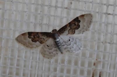 <i>Idaea rusticata</i>