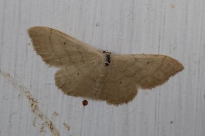 <i>Idaea straminata</i>