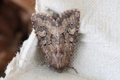 <i>Luperina testacea</i>