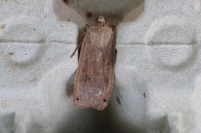<i>Noctua pronuba</i>