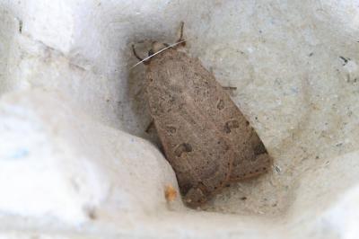 <i>Noctua comes</i>