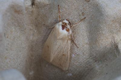 <i>Mythimna vitellina</i>