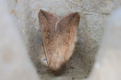 <i>Mythimna unipuncta</i>