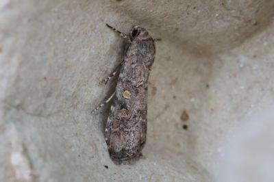 <i>Spodoptera exigua</i>